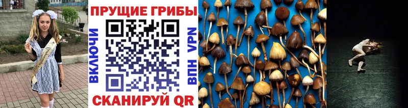 Псилоцибиновые грибы Psilocybe  Высоковск 